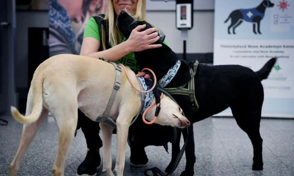 Κορονοϊός: Οι σκύλοι ανίχνευσης πιο αξιόπιστοι από τα τεστ!